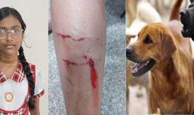 Dog Attack: स्कूल जा रही छात्रा को चलती गाड़ी से कुत्ते ने खींचा… काटा भी; पिता कर रहे कार्रवाई की मांग