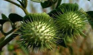 बांग्लादेश में 'डेविल्स ब्रीथ' नामक दवा से ठगी, जिसे सूंघने पर पैसा-ज़ेवर दे देते हैं लोग