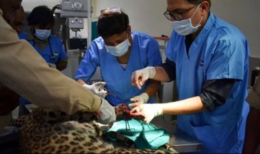 वन विहार राष्ट्रीय उद्यान में रेस्क्यू कर लाई गई घायल मादा तेंदुआ