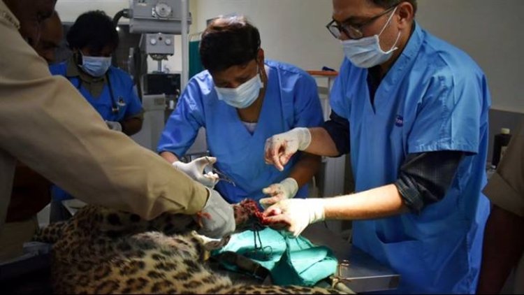वन विहार राष्ट्रीय उद्यान में रेस्क्यू कर लाई गई घायल मादा तेंदुआ