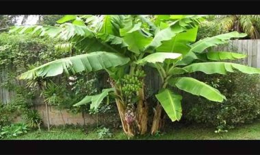 आषाढ़ का महीना बेहद पवित्र, इस वृक्ष की करें पूजा