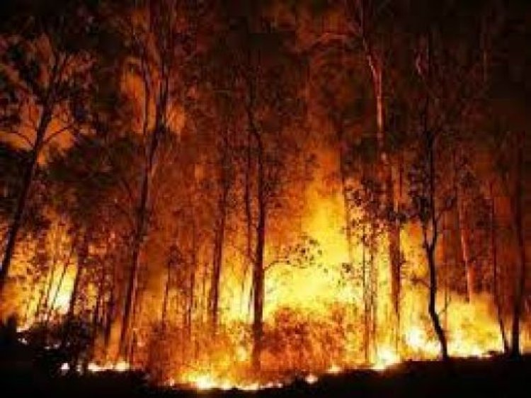 हवाई में जंगल की आग से जली महिला की मौत के बाद मृतकों की संख्या 102 हुई