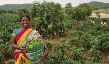 मिर्च की बम्पर पैदावार से जयंती बाई के चेहरे पर आई मुस्कान