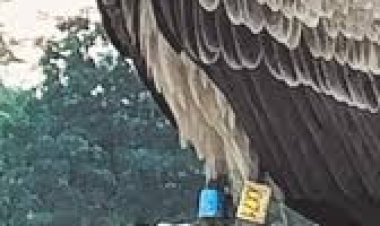 गिद्ध के पैर में लगा था कैमरा और जीपीएस