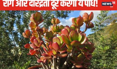 भारत को जापान पैरा बैडमिंटन चैंपियनशिप में 24 पदक