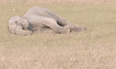 बांधवगढ़ टाइगर रेंज में हाथियों की मौत पर चिट्ठी:एनटीसीए को भेजे पत्र में 2022 में पनपथा में हाथी की मौत से लिंक जुड़ने का संदेह
