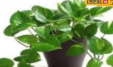 घर में मनी प्लांट लगाने का जानें सही तरीका, वास्तु का ये नियम बना देगा धनवान!