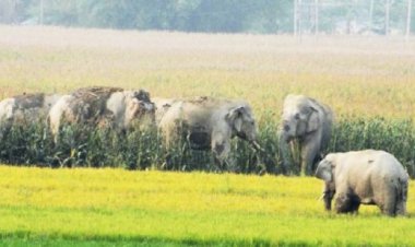 शाम होते ही हाथीदल खेतों में, रात भर फसल को रौंदते-खाते हैं, अल सुबह जंगल चले जाते हैं