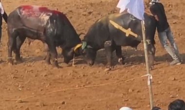 बुरहानपुर में अब 67 पर एफआईआर:मेले की अनुमति लेकर पाड़ों की टक्कर कराने पर 5 आयोजकों, 62 पाड़ा मालिकों पर केस