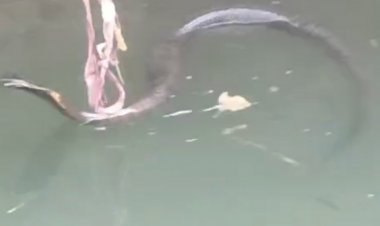 कुएं में गिरा 6 फीट लंबा कोबरा, रेस्क्यू कर पकड़ा:7 दिन से कुएं में था सांप, सीमेंट कन्क्रीट से बंधा होने से बैठ नहीं पा रहा था