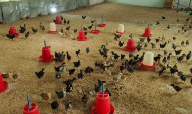 मोहला : मुर्गी पालन और बटेर पालन से महिला समूह गढ़ रही है अपने भविष्य के सपने