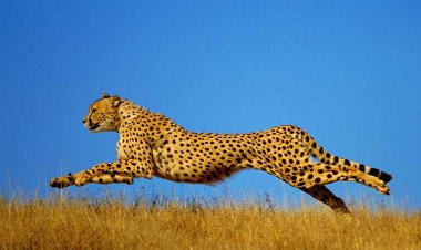 मादा चीता निर्वा स्वस्थ है