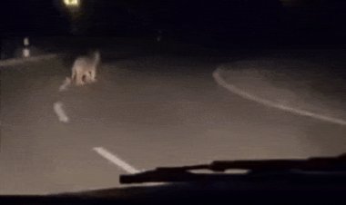 बड़वानी के अम्बापानी में सड़क किनारे घूमते दिखाई दिए तेंदुए:DFO बोले-जब तक किसी को नुकसान पहुंचाते तब तक नहीं करेंगे रेस्क्यू