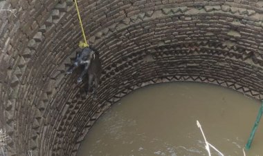 कुएं में गिरे जंगली सूअर के बच्चों को रेस्क्यू:बांधवगढ़ टाइगर रिजर्व कर्मचारियों ने रस्सी डालकर निकाला, जंगल में सुरक्षित छोड़ा