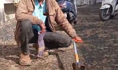 सागर के वेयरहाउस में घुसा 5 फीट लंबा कोबरा:बोरियों के बीच छिपा बैठा था, हम्मालों ने देखा तो बाहर भागे, 3 घंटे की मशक्कत के बाद पकड़ाया