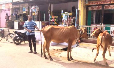 निगम की टीम ने पकड़े 9 घुमंतू मवेशी