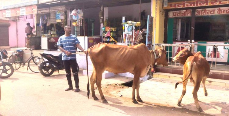 निगम की टीम ने पकड़े 9 घुमंतू मवेशी