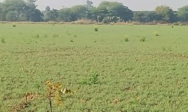 विदिशा में 7 डिग्री पहुंचा न्यूनतम पारा:तेज धूप से दिन का तापमान 27 डिग्री दर्ज, आने वाले दिनों में पड़ेगी ठंड