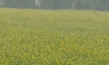 मुरैना में न्यूनतम पारे में गिरावट:आगरा-मथूरा में हुई बारिश का असर; गेहूं और सरसो की फसल के लिए मौसम अच्छा