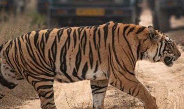 संजय टाइगर रिजर्व में मॉर्निंग सफारी के दौरान दिखा बाघ:गाड़ी से महज 5 मीटर की दूरी से गुजरा, पर्यटकों ने बनाया वीडियो