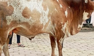 गांव का नंदी 3 दिन से लापता:ग्रामीणों ने थाने में की शिकायत, विरोध में बंद रखी दुकानें; सोशल मीडिया पर मदद की गुहार