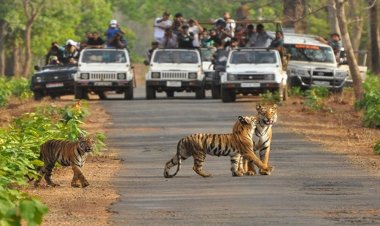 माधव टाइगर रिजर्व बनने पर प्रदेशवासियों को दी बधाई : वन राज्य मंत्री  अहिरवार