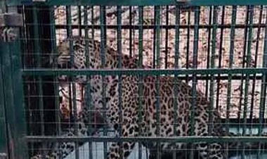 सलूंबर वन रेंज में वन विभाग ने पकड़े दो पैंथर