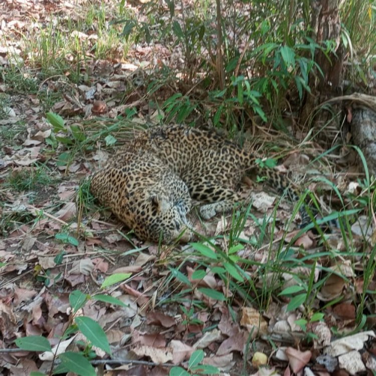 नर्मदापुरम के सतपुड़ा टाइगर रिजर्व में मादा तेंदुआ की मौत:गर्दन और पीठ पर घाव के निशान, बाघ से संघर्ष की आशंका