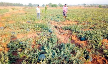 6 दिनों से 3 हाथियों का उत्पात, फसले रौंदी ,मकान भी तोड़ा