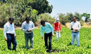 मूंग फसल पर पत्ती छेदक इल्ली का हमला:हरदा में 1.45 लाख हेक्टेयर में बोई फसल पर खतरा; किसान कर रहे अधिक कीटनाशक स्प्रे