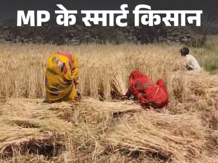 ​​​​​​​खपली-बंशी गेहूं से बदली किस्मत, कमाई दोगुनी:विदेश से नौकरी छोड़ शिवपुरी लौटे महिम, 180 किलो कीमत का उगा रहे गेहूं