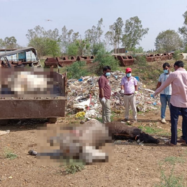 अशोकनगर में पांच गायों की संदिग्ध मौत:मुंह से निकला खून, तीन का किया जा रहा पोस्टमार्टम; सागर लैब में भेजे जाएंगे सैंपल