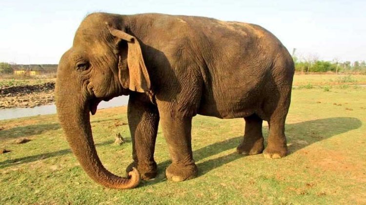 मुख्यमंत्री डॉ. यादव ने हथिनी वत्सला के निधन पर व्यक्त कीं संवेदनाएं