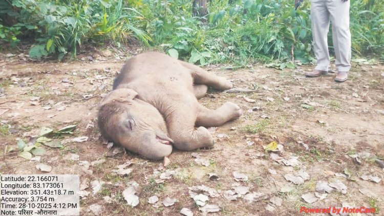 तालाब में नहाते हाथी शावक की मौत