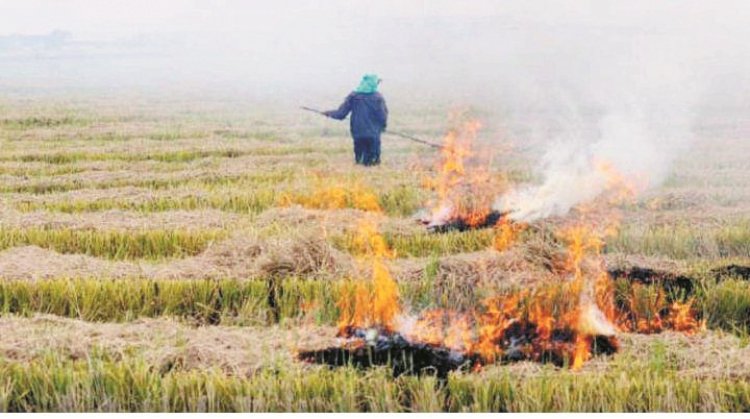 खेतों में धडल्ले से जल रही पराली, मैदानी अमला बेखबर