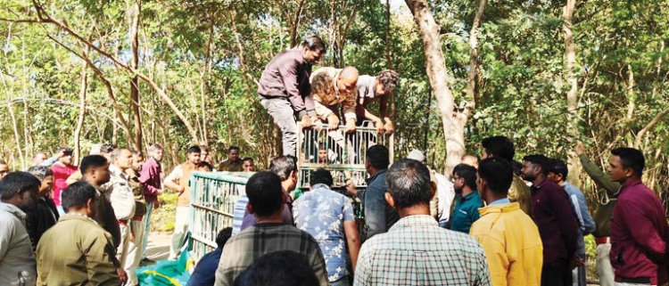 मादा भालू और दो बच्चों को सुरक्षित पकड़ा