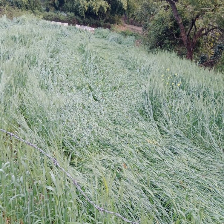 आगर मालवा में तेज बारिश के साथ ओले गिरे:एसडीएम बोले-लगभग 50 गांवों में फसल नुकसानी की सूचना, सर्वे होगा